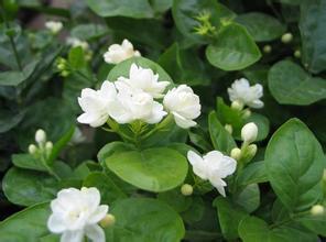 Jasmine flower in garden
