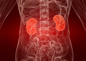 Kidneys in human body Kidneys in human body