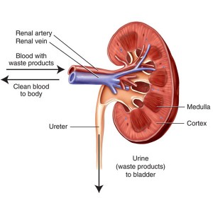 Cut diagram of kidney Cut diagram of kidney